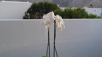 Suite junior, vistas a la piscina | Escritorio y wifi gratis