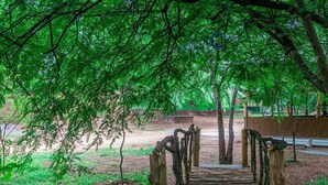 A wooden staircase leading up to a covered area, surrounded by dense green foliage. - Wildescape Polonnaruwa (Polonnaruwa)