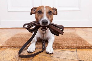 Pet-friendly