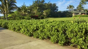 A lush green landscape with a concrete pathway, palm trees, and a large building in the background. - 1 Bedroom Condo w/Epic Ocean View - Kaha Lani 319 (LIHUE)