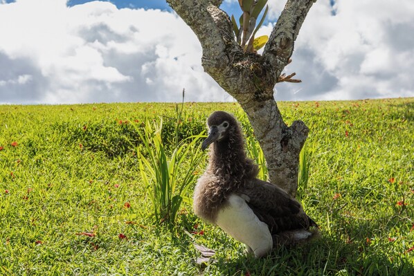 Un pájaro sobre el césped, cerca de un árbol.