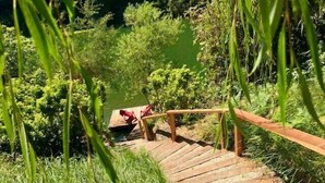 A wooden staircase leading down to a body of water, surrounded by lush greenery. - Boathouse ~ On River, Deck, Steps to Beach, Family  Dog Friendly! (Guerneville)