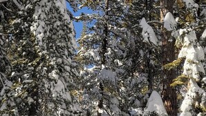 Une cabane en bois entourée d’arbres couverts de neige.