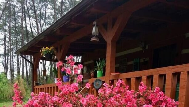 A wooden cabin with a porch, surrounded by pink flowering bushes.