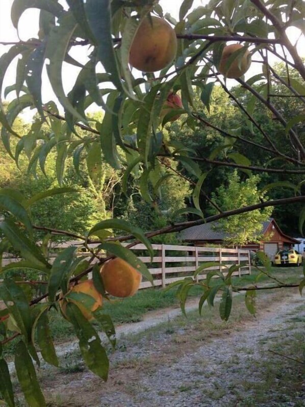 A tree with several fruits hanging from its branches.
