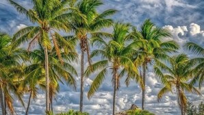 A beach scene with palm trees and a thatched-roof structure. - P27 - Private Beach Access! Pool home with everything you need for an unforgettable vacation. 3 bedroom 2 baths with deep water dockage. (Key Colony Beach)