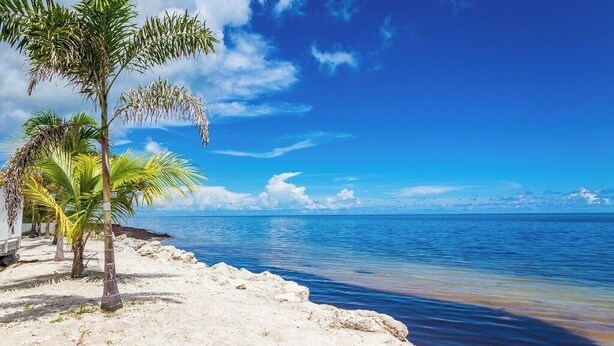 Une plage bordée de palmiers, sous un ciel bleu et dégagé.