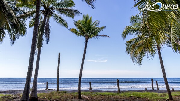 A beach with palm trees and the ocean.
