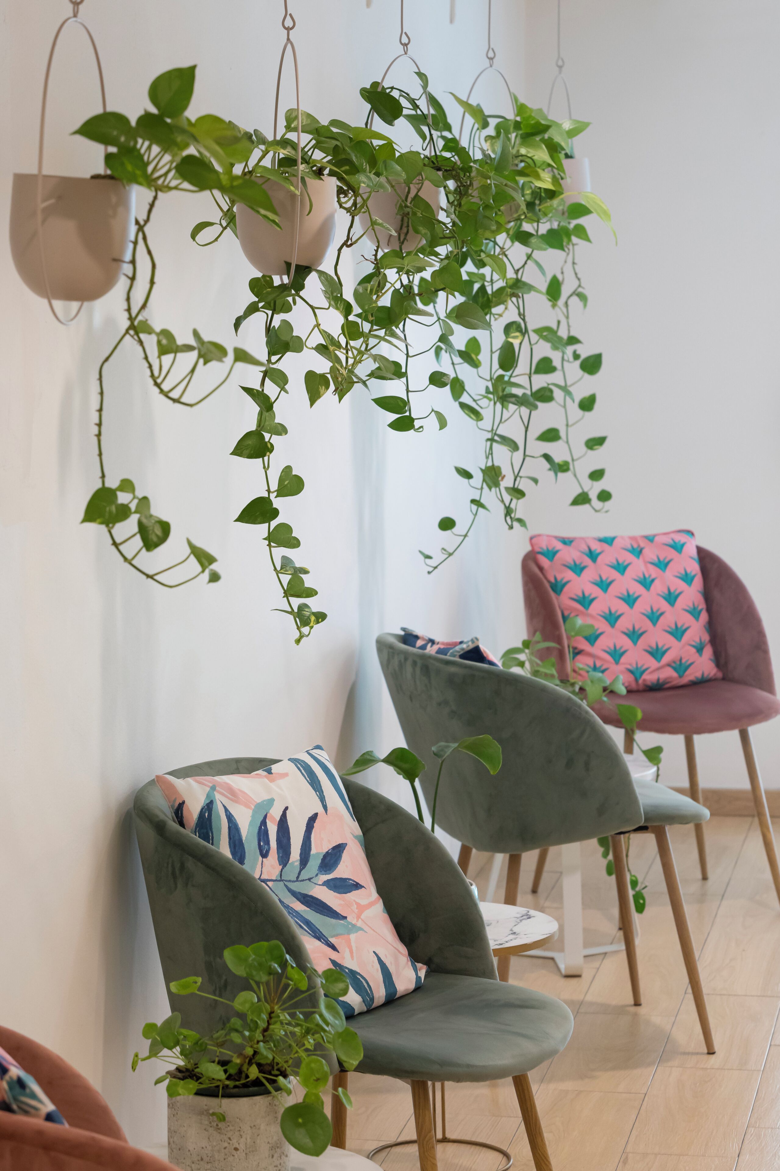 A room with chairs, a hanging plant, and a wall-mounted shelf.