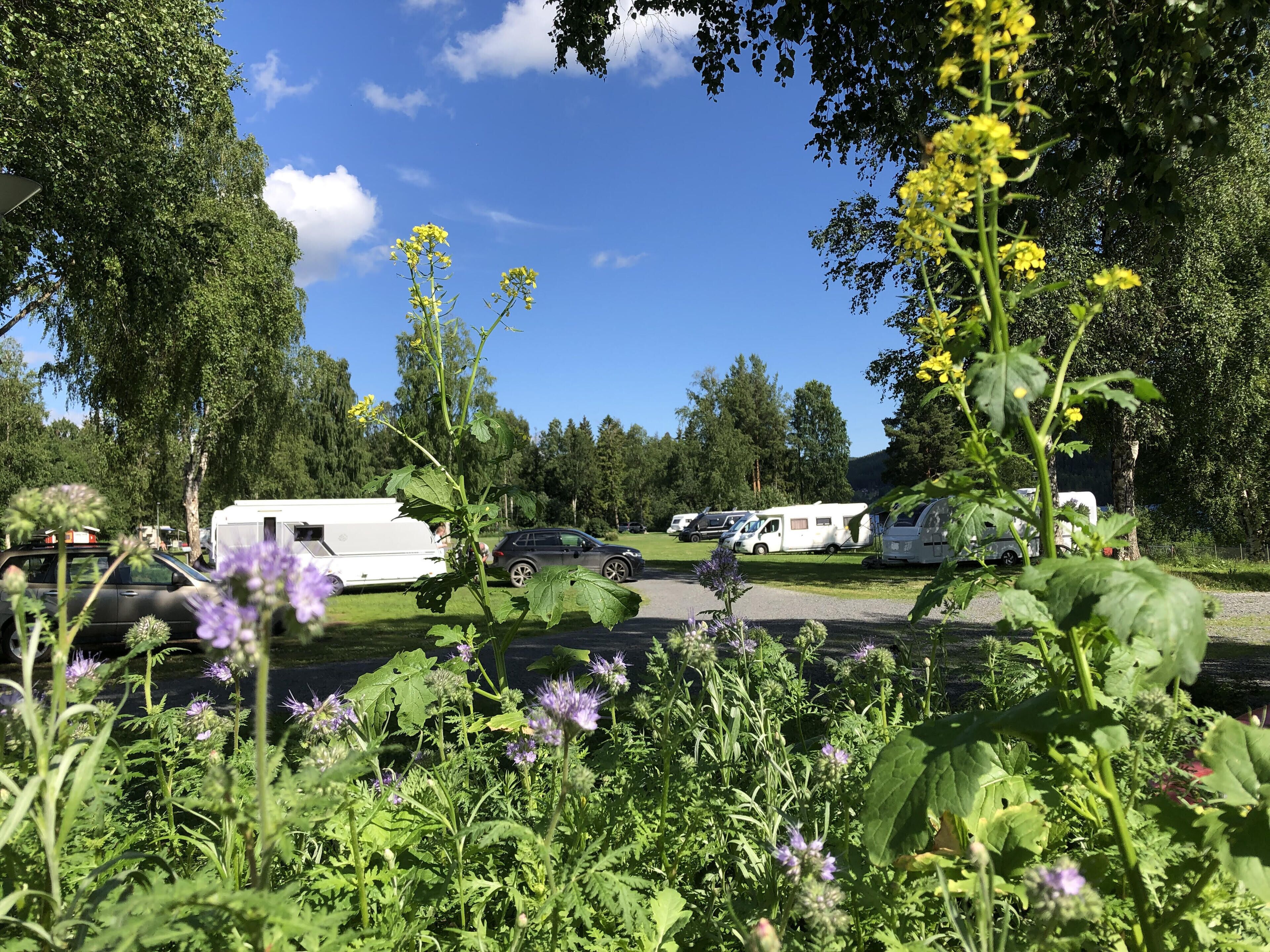 En campingplads med autocampere og biler parkeret på en græsplæne, omgivet af træer og grøn vegetation.