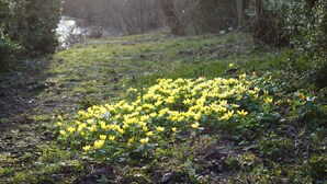 A pathway lined with yellow flowers and dense greenery. - ARRIVEL Pension Haus am Bach (Allershausen)