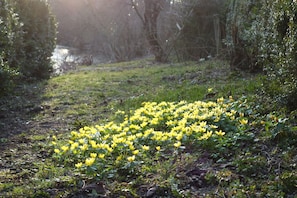 A pathway lined with yellow flowers and dense greenery. - ARRIVEL Pension Haus am Bach (Allershausen)