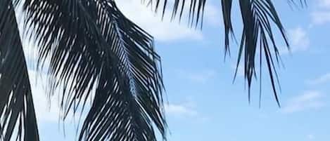 Alberca al aire libre, sombrillas en la alberca y camastros