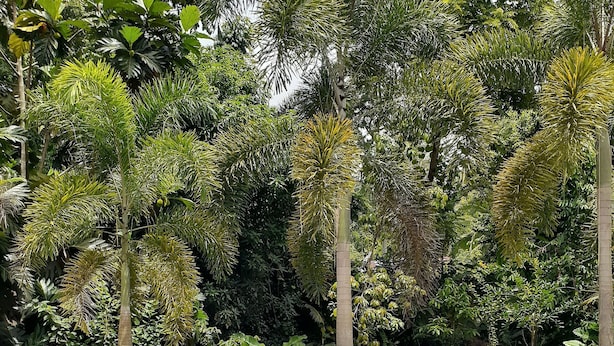 A swimming pool with a tiled edge, surrounded by various tropical plants and trees.