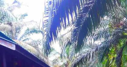 Sukau Backpackers B&B