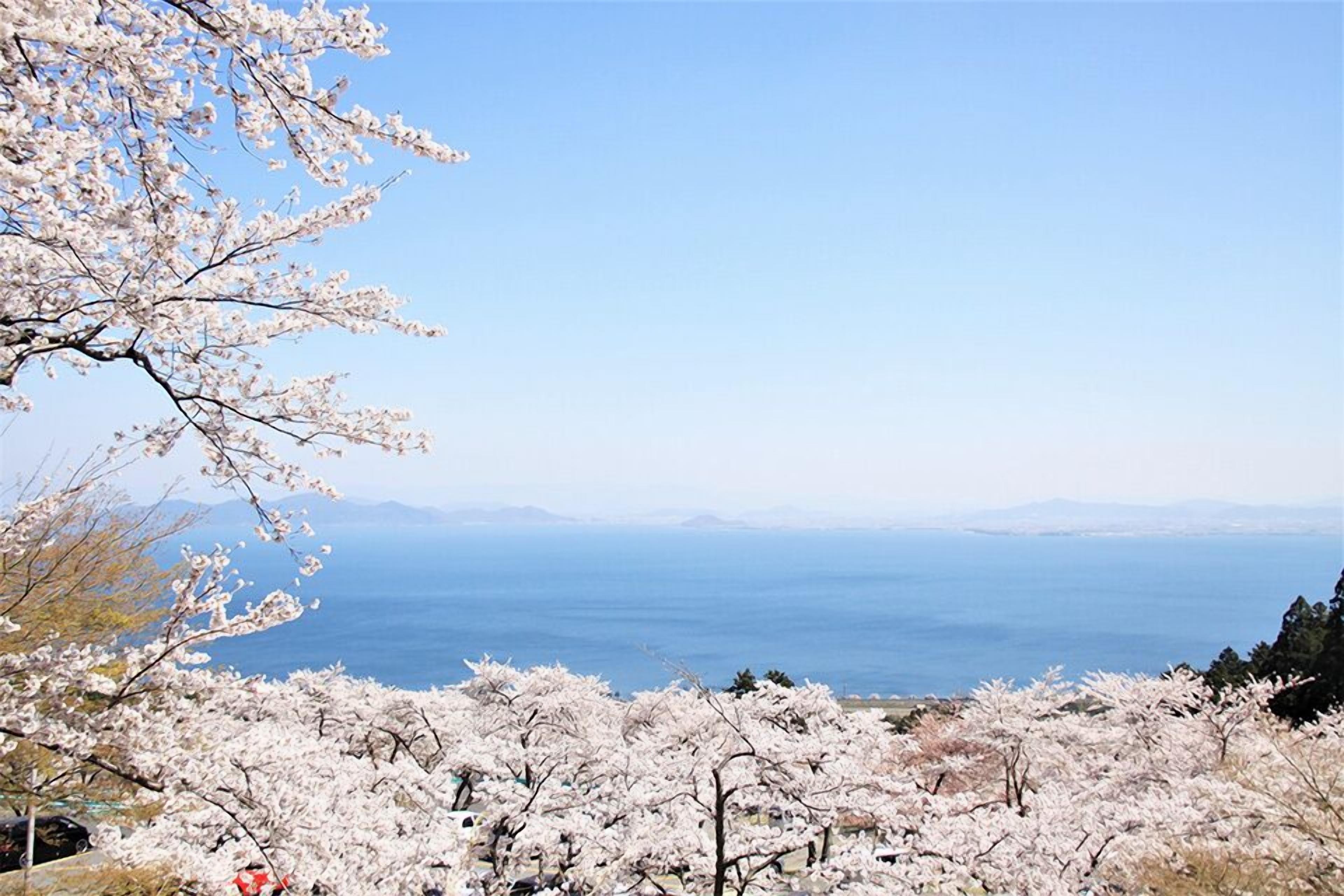 Paisaje con flores de cerezo y vista al mar.