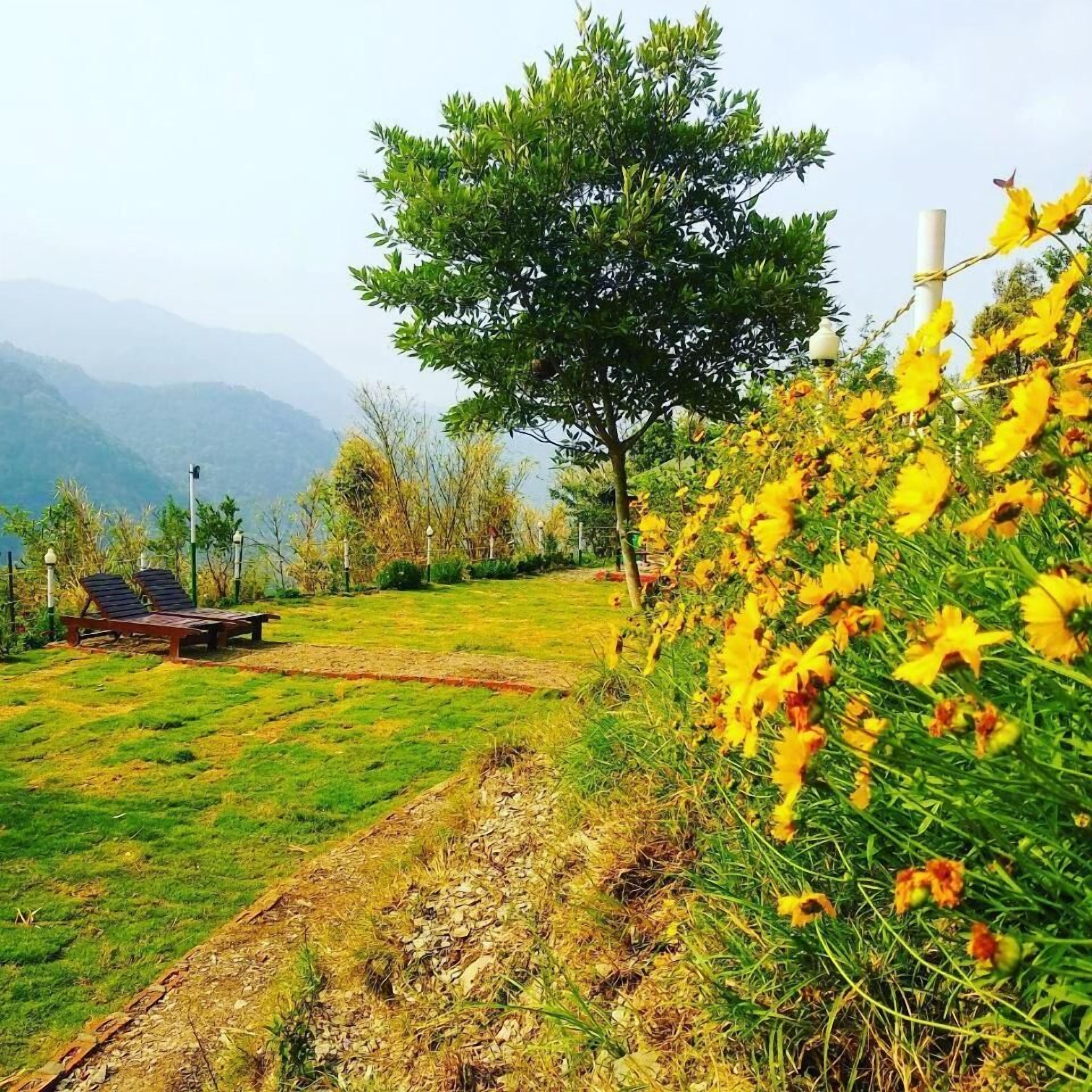 A grassy area with a tree and yellow flowers, a bench, and a path.