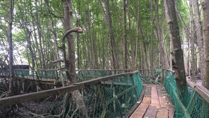A wooden bridge with a green netted railing, surrounded by trees and a wooden walkway. - Bakau Hijau Riverlodge - Hostel (Bedung)