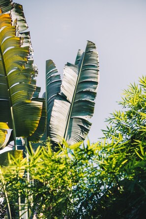 Garden - The Park Society - Hostel (Chiang Mai)