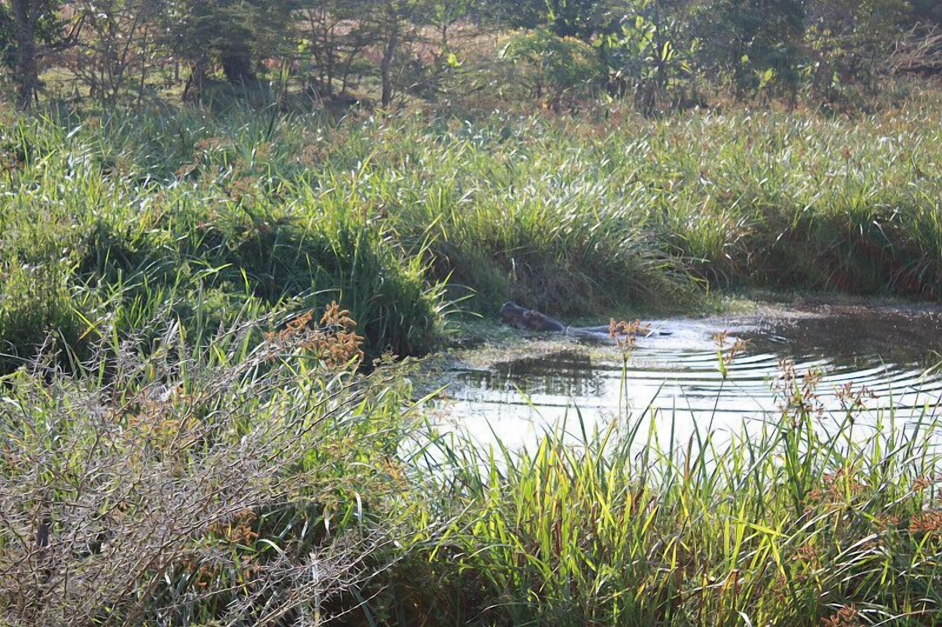 A natural landscape with a water body surrounded by dense vegetation.