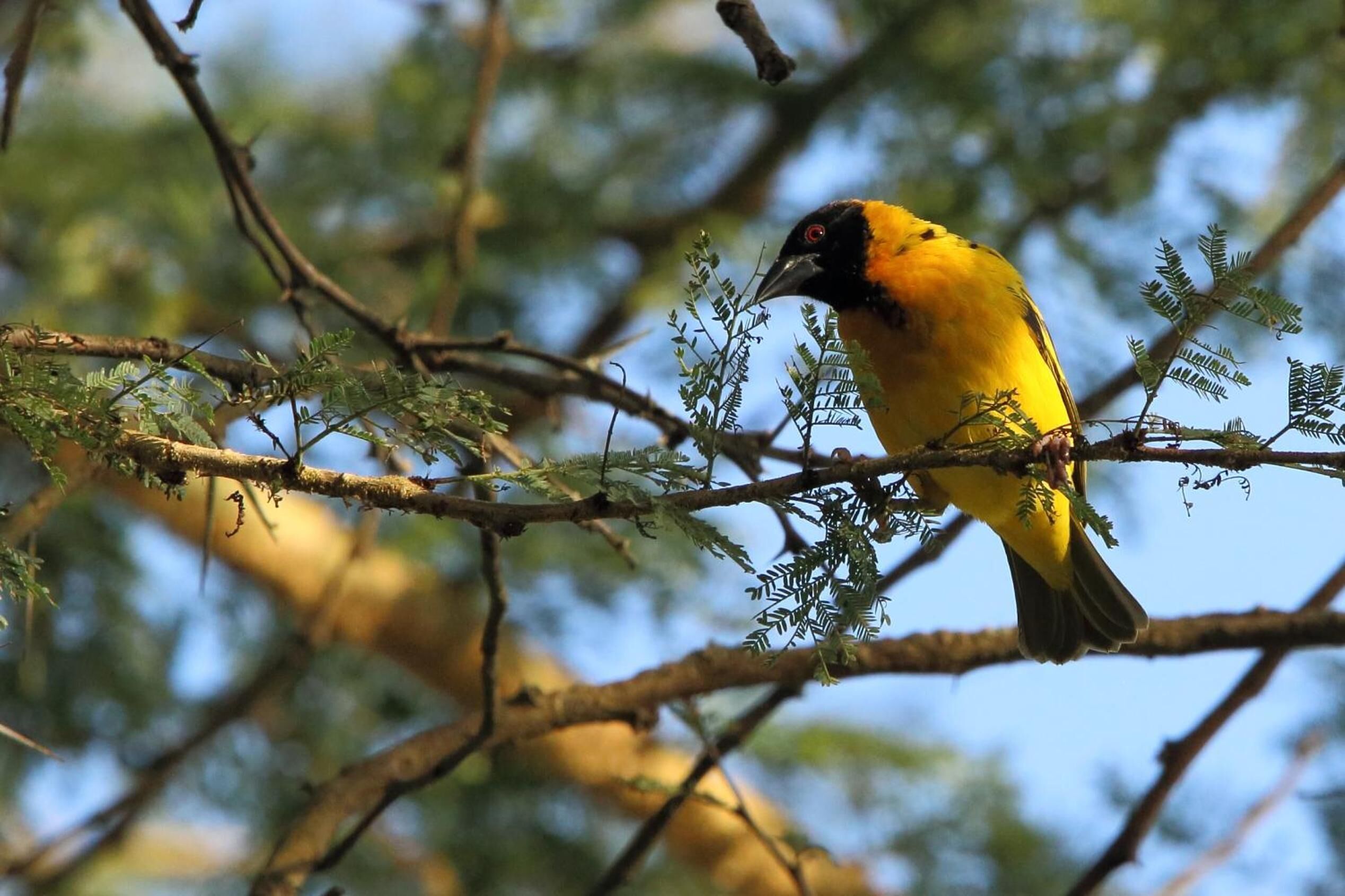 Un pájaro posado en una rama, con follaje verde al fondo.