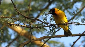 Un pájaro posado en una rama, con follaje verde al fondo.