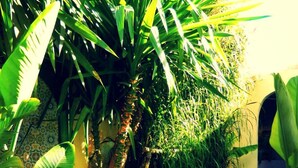 Jardin