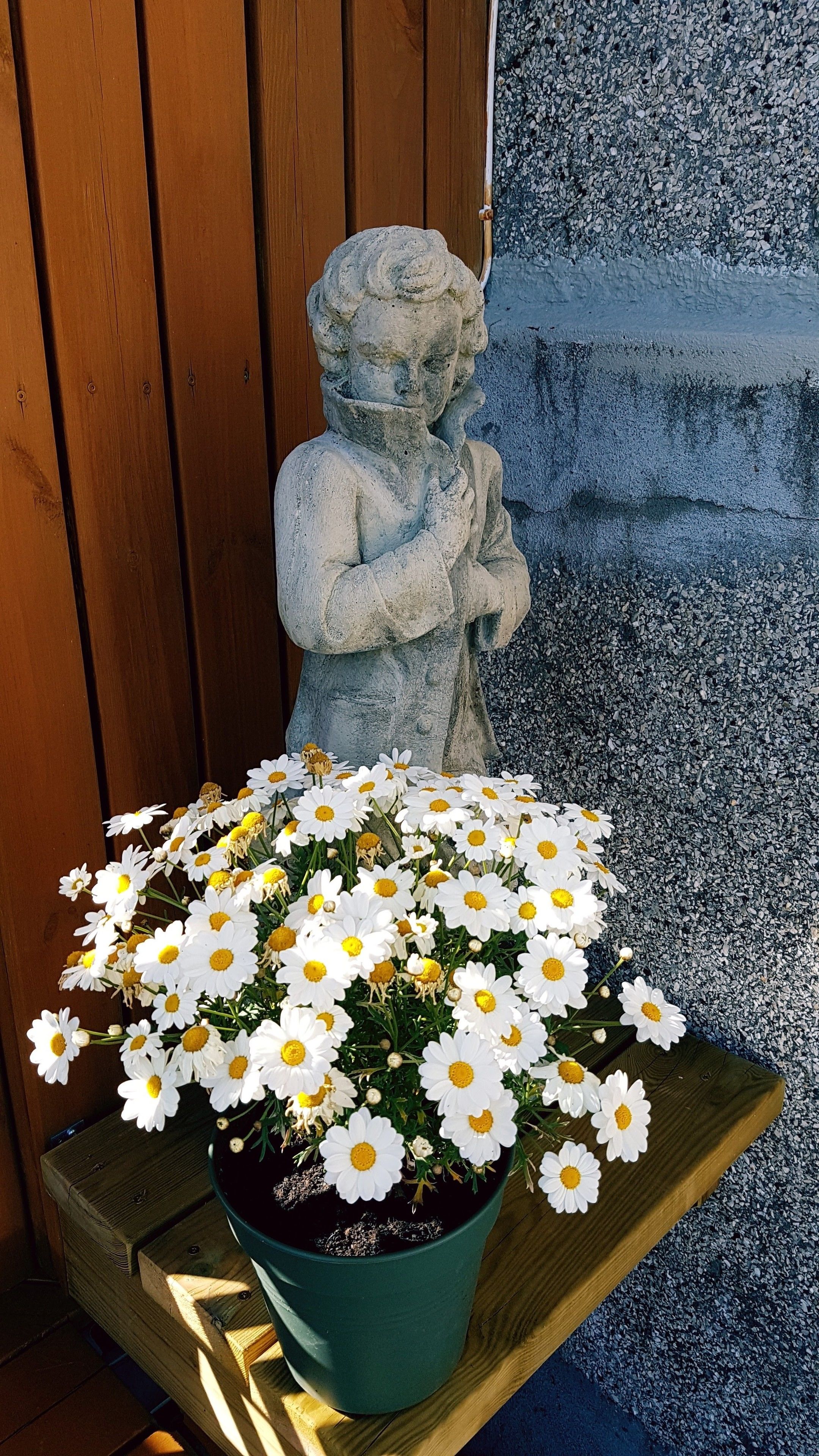 Une statue représentant une figure les bras tendus, un arrangement de marguerites dans un pot et un banc en bois.