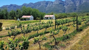 A vineyard with rows of grapevines, two white buildings, and a mountainous backdrop. - Fraaigelegen Farm (Tulbagh)