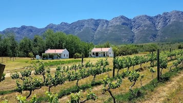 Vineyard view