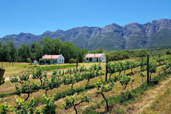 Vineyard view