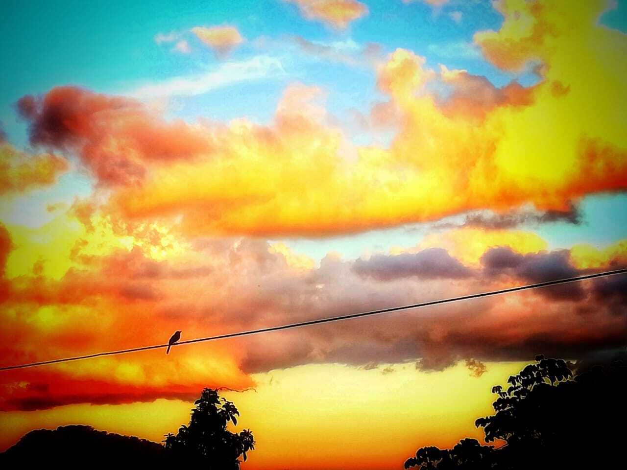 Ein Sonnenuntergang mit einem Vogel auf einem Draht, schattenhafte Bäume und einem klaren Himmel.