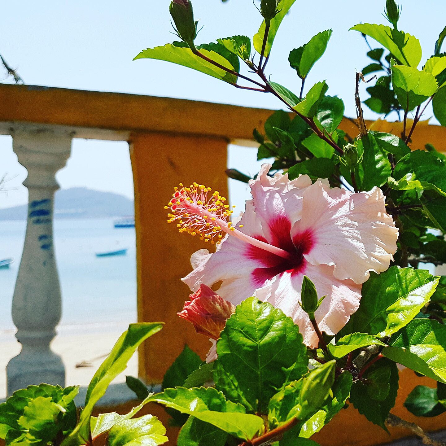 Una flor de hibisco rosa con centro amarillo, rodeada de hojas verdes, frente a un balcón con vista al mar y a barcos.