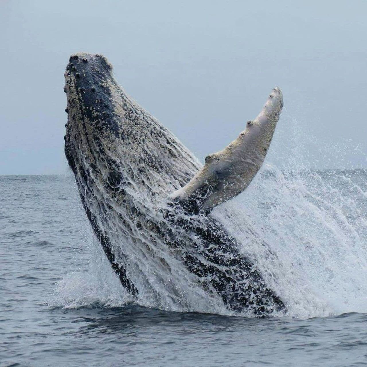 A whale breaching with its tail flukes visible above the water.