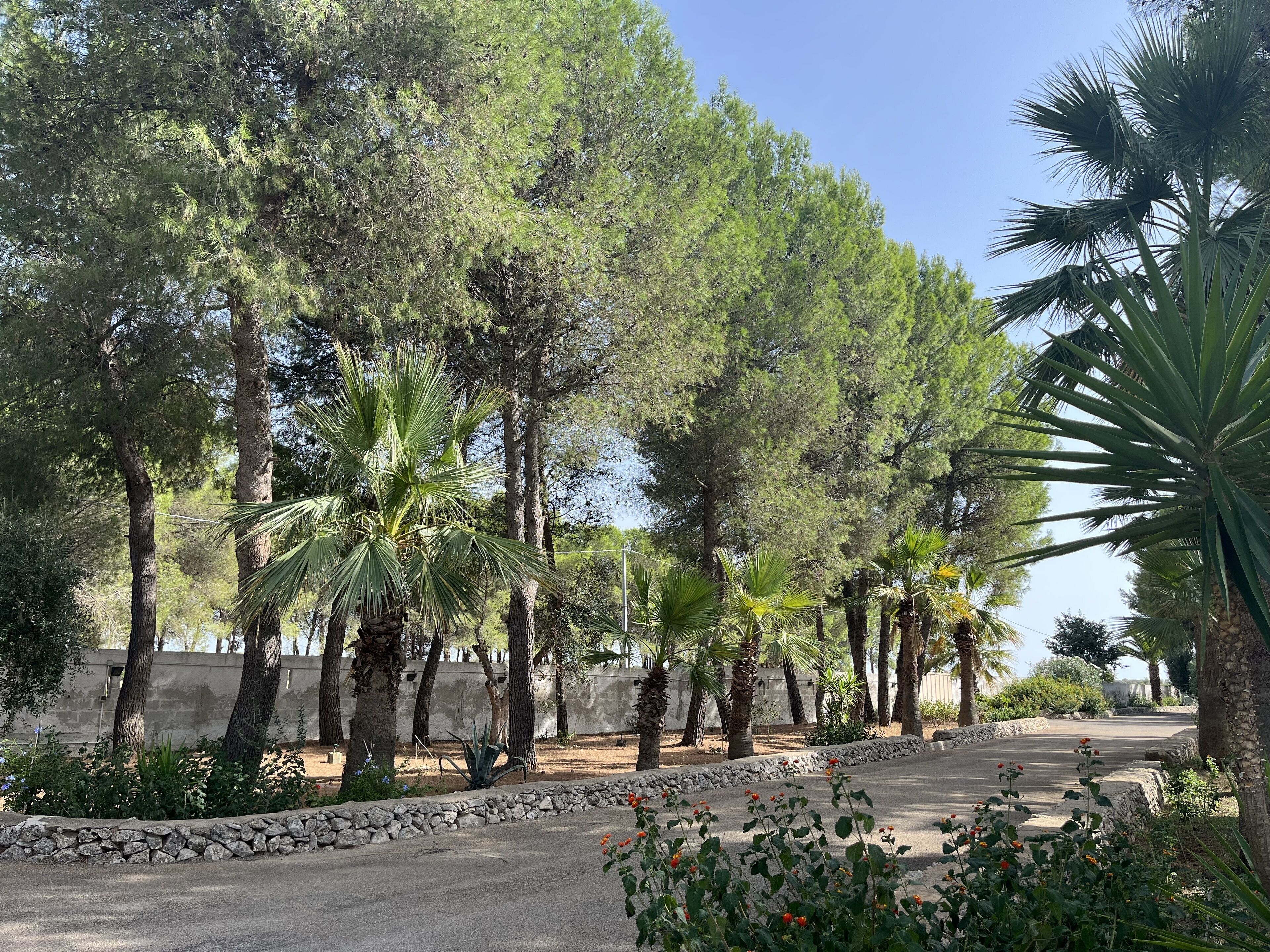 A paved pathway lined with various trees, including palm trees and tall, leafy trees, leading towards a stone wall.