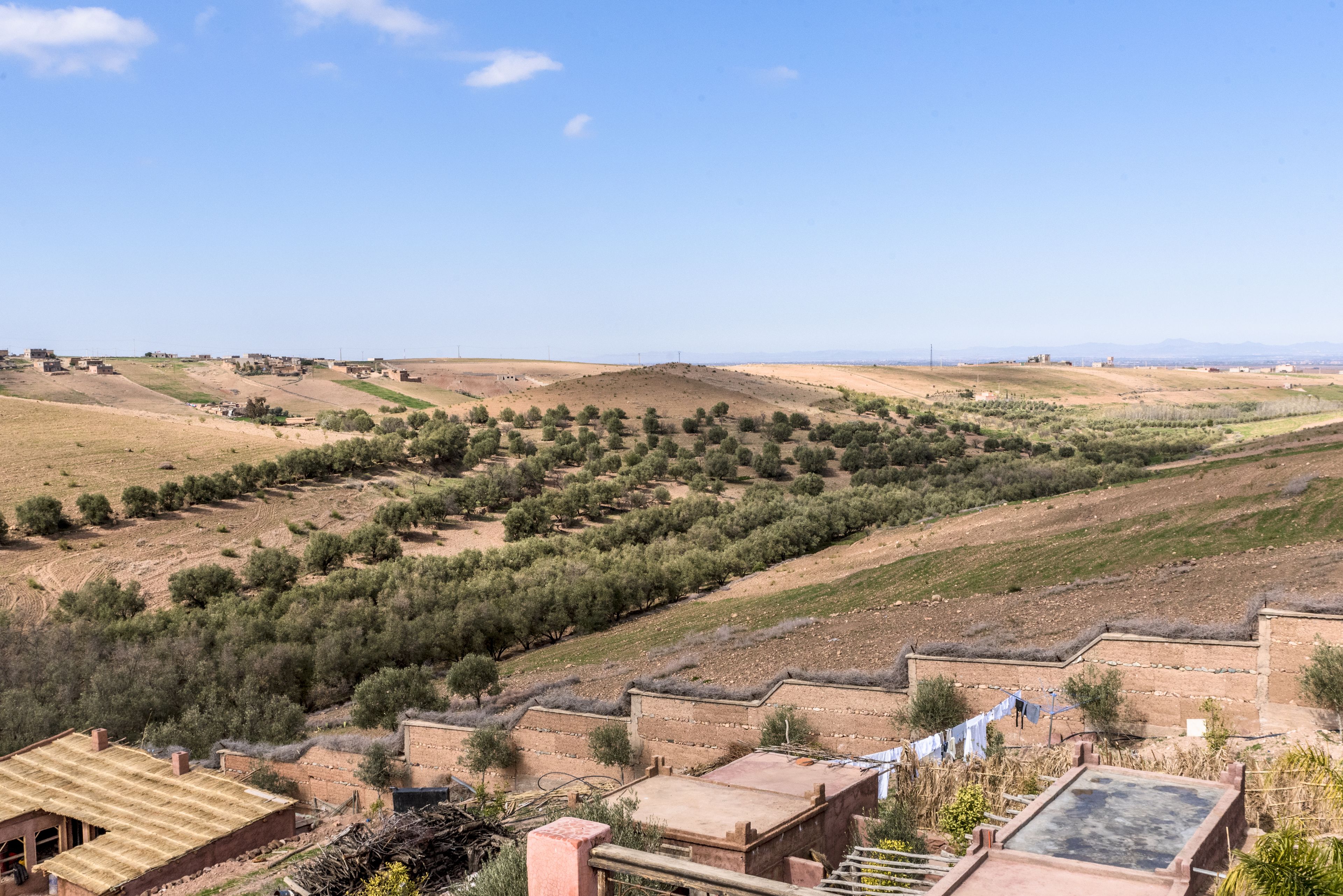 A rural landscape with olive groves, terraced fields, and traditional buildings with flat roofs.