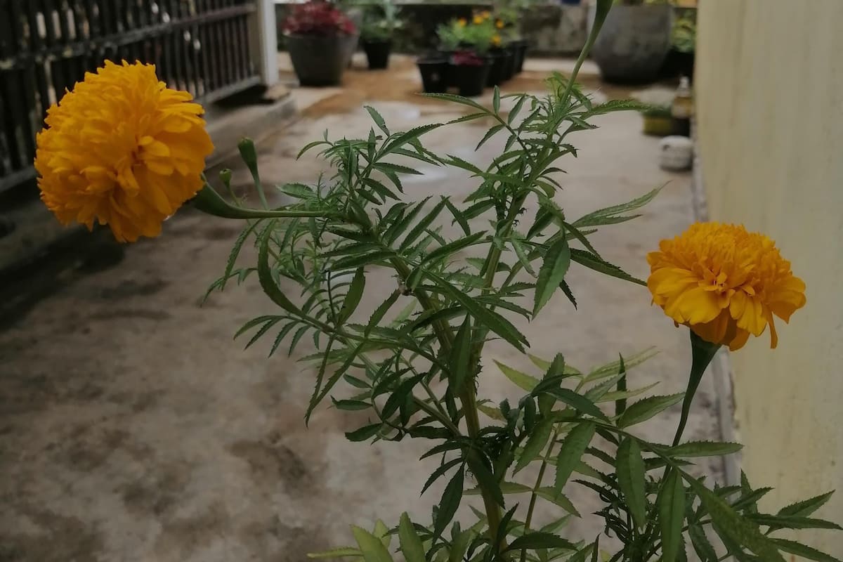 Basic Apartment, 2 Bedrooms | Terrace/patio