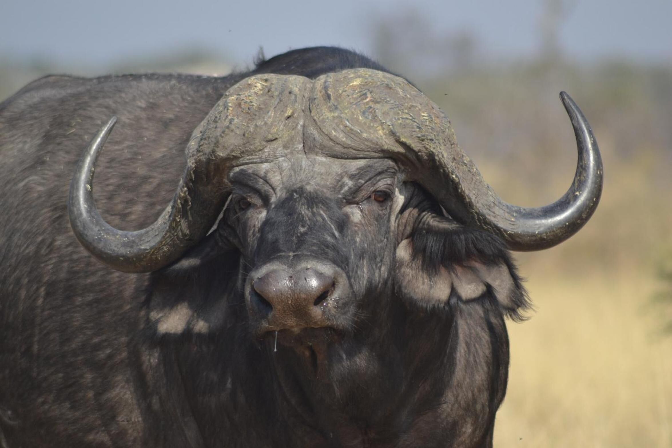 Nahaufnahme eines Bisons mit markanten Hörnern und dunklem Fell.