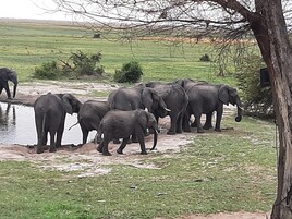 Um grupo de elefantes perto de uma fonte de água em uma área gramada.