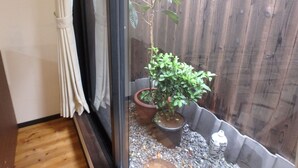 Une petite plante en pot, posée sur le rebord d’une fenêtre, avec un plancher en bois et un rideau.