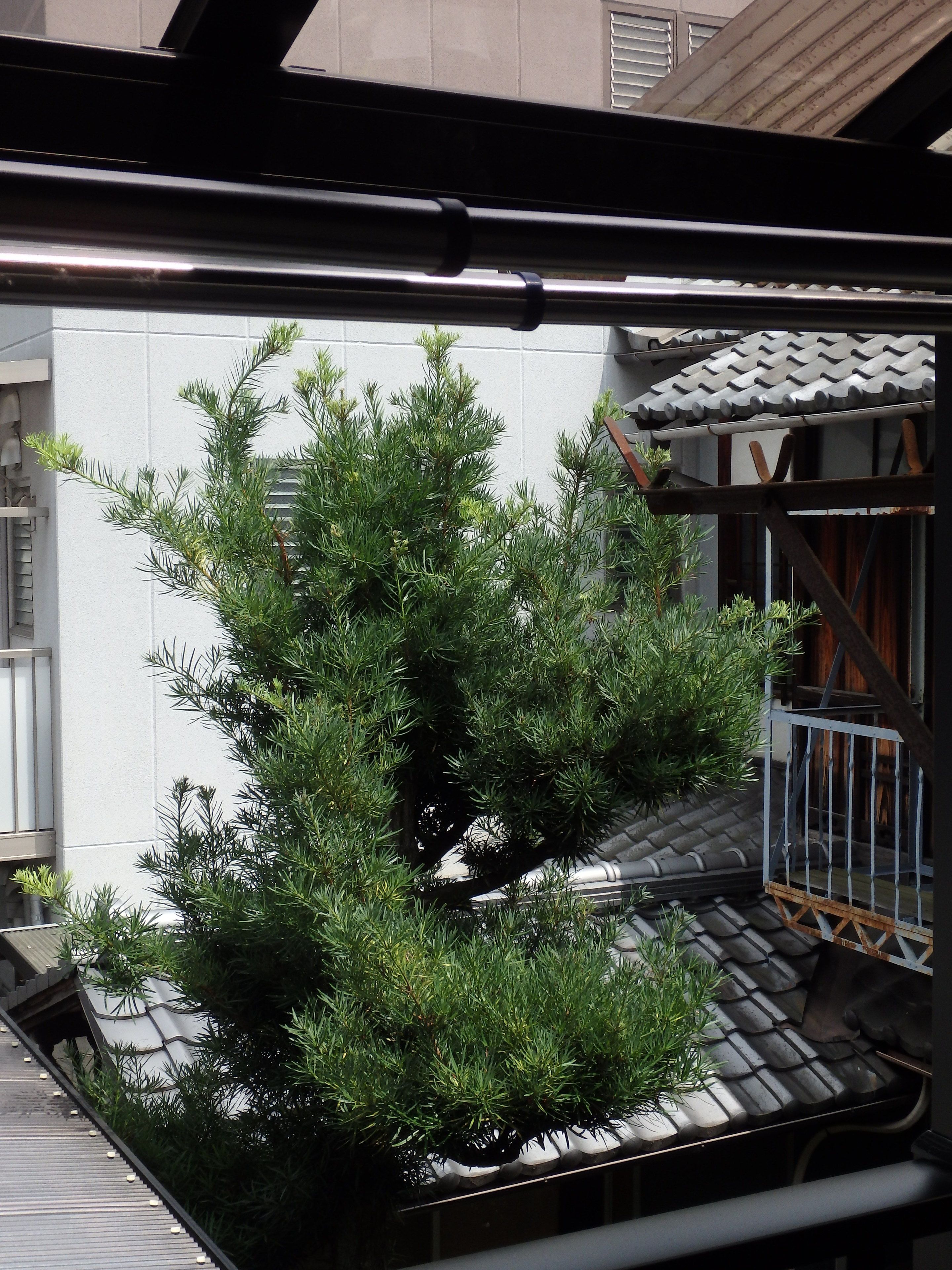 Un árbol conífero en maceta en un patio con techo de tejas y una pared blanca al fondo.