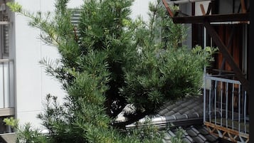 A potted coniferous tree in a courtyard with a tiled roof and a white wall in the background.