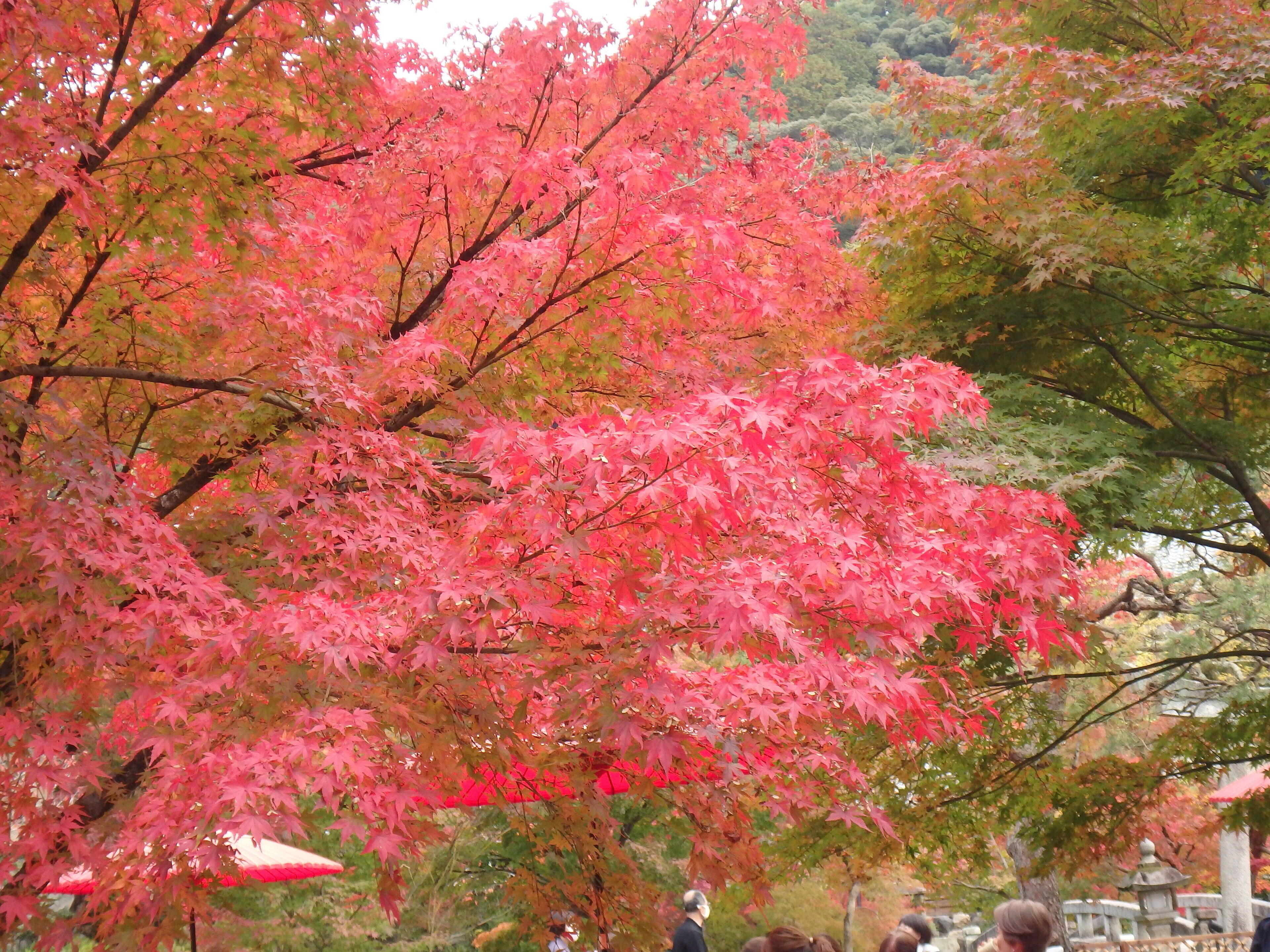 En traditionell japansk trädgård med ett ståtligt lönnträd i full höstprakt.