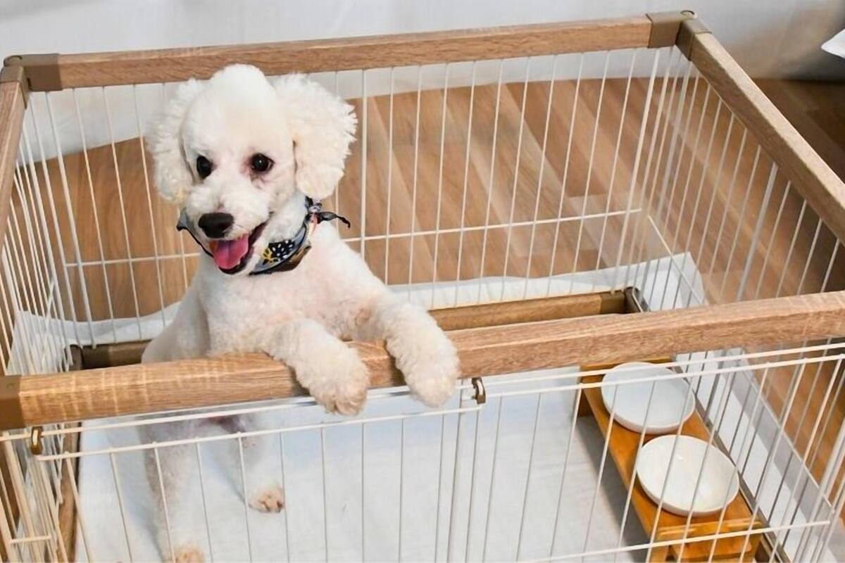 Pet-friendly