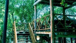 A wooden staircase leading up to a platform with a metal railing, surrounded by dense greenery. - Apartamento Real Ibiza 639 by Sinbad (Playa del Carmen)