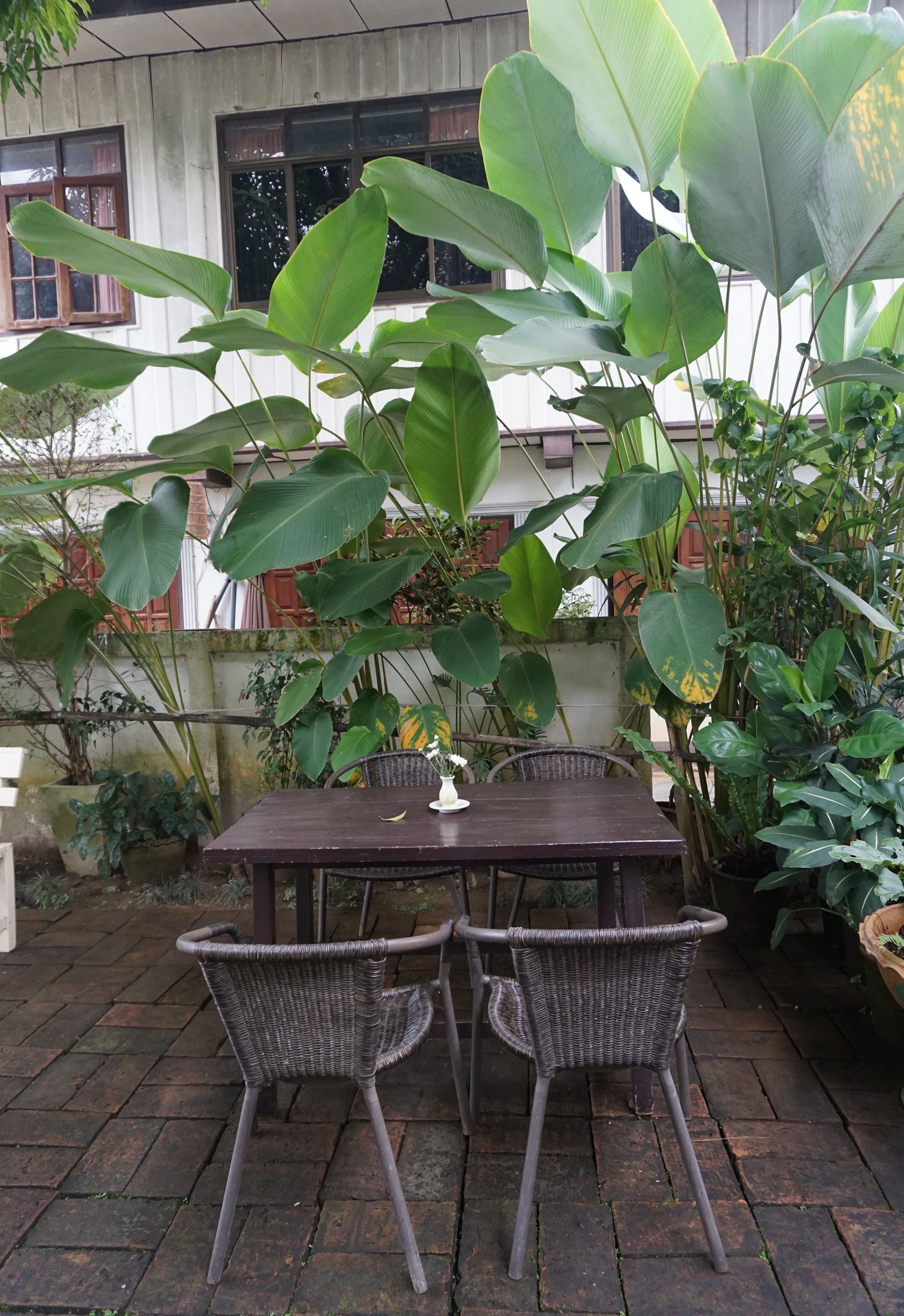 A patio with a wooden table and wicker chairs, surrounded by large green plants.