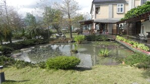 A serene courtyard with a pond, surrounded by lush greenery and a traditional building. - Zhuyuan Ju B&B (Yuanshan)