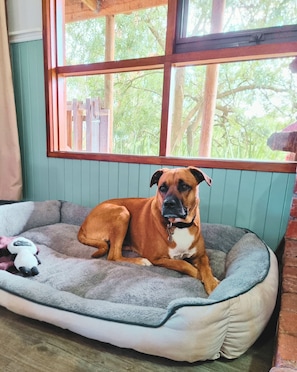 Aceita animais de estimação