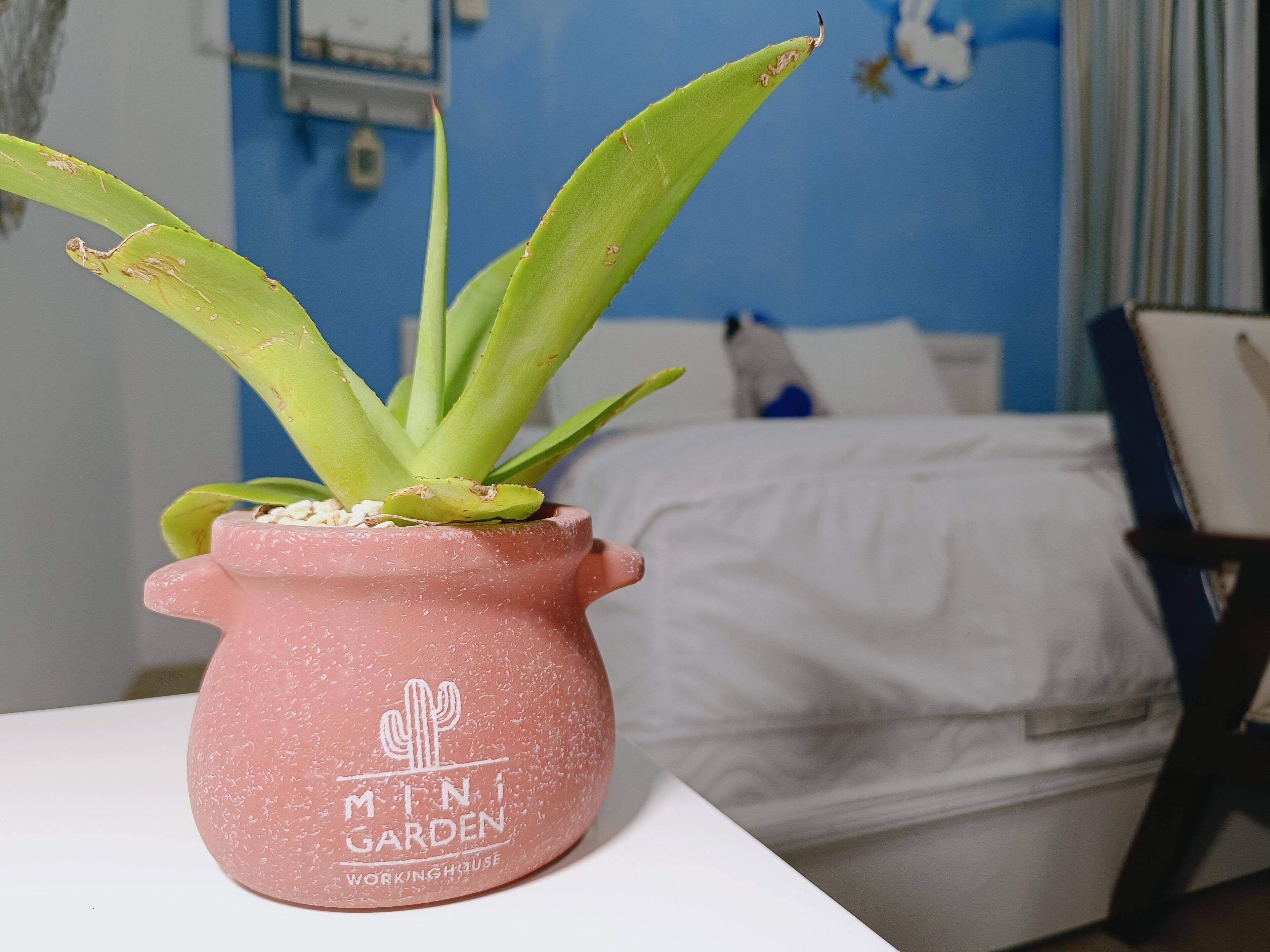 Vaaleanpunaisessa ruukussa oleva kaktus, jonka kylkeen on kirjoitettu teksti ”MINI GARDEN WORKINGHOUSE”, on valkoisella pöydällä huoneessa, jossa on sänky ja sininen seinä.