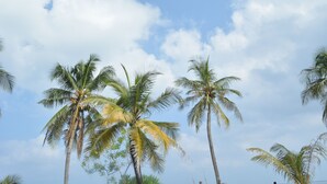 Tall palm trees against a partly cloudy sky. - The Aquzz (Hulhumalé)